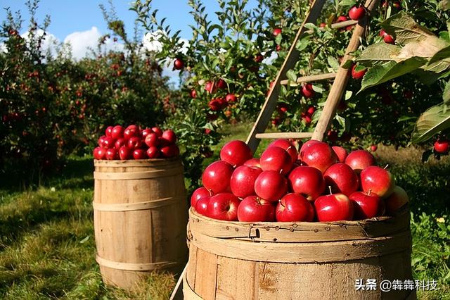 農(nóng)業(yè)認(rèn)養(yǎng)app融入直播模式怎么開發(fā)？（認(rèn)養(yǎng)農(nóng)業(yè)app模式定制開發(fā)）